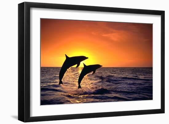 Bottlenosed Dolphins Leaping at Sunset-DLILLC-Framed Photographic Print