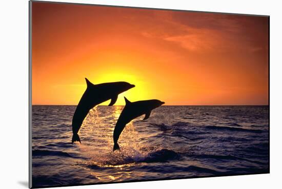 Bottlenosed Dolphins Leaping at Sunset-DLILLC-Mounted Photographic Print