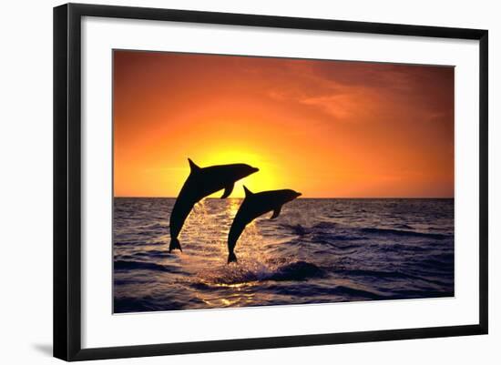 Bottlenosed Dolphins Leaping at Sunset-DLILLC-Framed Photographic Print