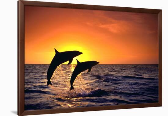 Bottlenosed Dolphins Leaping at Sunset-DLILLC-Framed Photographic Print