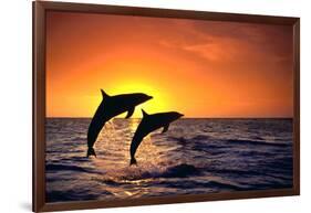 Bottlenosed Dolphins Leaping at Sunset-DLILLC-Framed Photographic Print