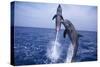Bottlenosed Dolphins Leaping from Water-DLILLC-Stretched Canvas