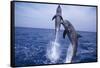 Bottlenosed Dolphins Leaping from Water-DLILLC-Framed Stretched Canvas