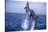 Bottlenosed Dolphins Leaping from Water-DLILLC-Stretched Canvas