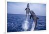 Bottlenosed Dolphins Leaping from Water-DLILLC-Framed Photographic Print