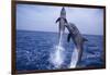 Bottlenosed Dolphins Leaping from Water-DLILLC-Framed Photographic Print