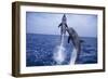 Bottlenosed Dolphins Leaping from Water-DLILLC-Framed Photographic Print