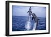 Bottlenosed Dolphins Leaping from Water-DLILLC-Framed Photographic Print