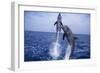 Bottlenosed Dolphins Leaping from Water-DLILLC-Framed Photographic Print