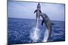 Bottlenosed Dolphins Leaping from Water-DLILLC-Mounted Photographic Print