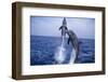 Bottlenosed Dolphins Leaping from Water-DLILLC-Framed Photographic Print