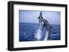 Bottlenosed Dolphins Leaping from Water-DLILLC-Framed Photographic Print