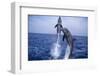 Bottlenosed Dolphins Leaping from Water-DLILLC-Framed Photographic Print