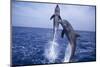 Bottlenosed Dolphins Leaping from Water-DLILLC-Mounted Photographic Print