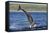 Bottlenosed Dolphins (Tursiops Truncatus) One Jumping the Other Surfacing, Scotland, Sequence 2 - 4-Campbell-Framed Stretched Canvas