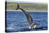 Bottlenosed Dolphins (Tursiops Truncatus) One Jumping the Other Surfacing, Scotland, Sequence 2 - 4-Campbell-Stretched Canvas