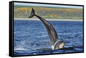 Bottlenosed Dolphins (Tursiops Truncatus) One Jumping the Other Surfacing, Scotland, Sequence 2 - 4-Campbell-Framed Stretched Canvas