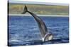 Bottlenosed Dolphins (Tursiops Truncatus) One Jumping the Other Surfacing, Scotland, Sequence 2 - 4-Campbell-Stretched Canvas