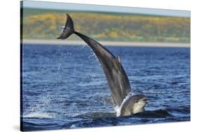 Bottlenosed Dolphins (Tursiops Truncatus) One Jumping the Other Surfacing, Scotland, Sequence 2 - 4-Campbell-Stretched Canvas