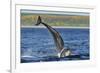 Bottlenosed Dolphins (Tursiops Truncatus) One Jumping the Other Surfacing, Scotland, Sequence 2 - 4-Campbell-Framed Photographic Print