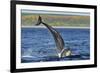 Bottlenosed Dolphins (Tursiops Truncatus) One Jumping the Other Surfacing, Scotland, Sequence 2 - 4-Campbell-Framed Photographic Print