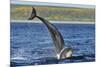 Bottlenosed Dolphins (Tursiops Truncatus) One Jumping the Other Surfacing, Scotland, Sequence 2 - 4-Campbell-Mounted Photographic Print