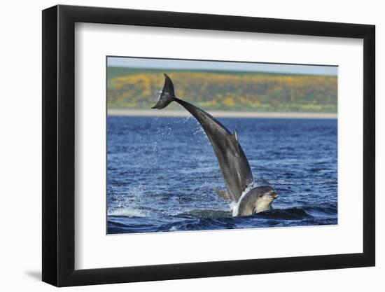 Bottlenosed Dolphins (Tursiops Truncatus) One Jumping the Other Surfacing, Scotland, Sequence 2 - 4-Campbell-Framed Photographic Print