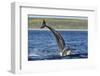 Bottlenosed Dolphins (Tursiops Truncatus) One Jumping the Other Surfacing, Scotland, Sequence 2 - 4-Campbell-Framed Photographic Print