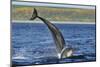 Bottlenosed Dolphins (Tursiops Truncatus) One Jumping the Other Surfacing, Scotland, Sequence 2 - 4-Campbell-Mounted Photographic Print