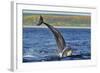 Bottlenosed Dolphins (Tursiops Truncatus) One Jumping the Other Surfacing, Scotland, Sequence 2 - 4-Campbell-Framed Photographic Print