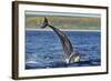 Bottlenosed Dolphins (Tursiops Truncatus) One Jumping the Other Surfacing, Scotland, Sequence 2 - 4-Campbell-Framed Photographic Print