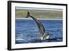 Bottlenosed Dolphins (Tursiops Truncatus) One Jumping the Other Surfacing, Scotland, Sequence 2 - 4-Campbell-Framed Photographic Print