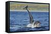 Bottlenosed Dolphins (Tursiops Truncatus) One Jumping the Other Surfacing, Scotland, Sequence 3 - 4-Campbell-Framed Stretched Canvas