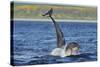 Bottlenosed Dolphins (Tursiops Truncatus) One Jumping the Other Surfacing, Scotland, Sequence 3 - 4-Campbell-Stretched Canvas