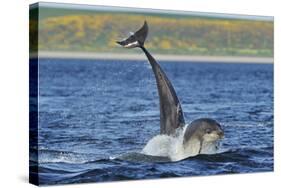 Bottlenosed Dolphins (Tursiops Truncatus) One Jumping the Other Surfacing, Scotland, Sequence 3 - 4-Campbell-Stretched Canvas