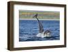 Bottlenosed Dolphins (Tursiops Truncatus) One Jumping the Other Surfacing, Scotland, Sequence 3 - 4-Campbell-Framed Photographic Print