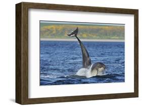 Bottlenosed Dolphins (Tursiops Truncatus) One Jumping the Other Surfacing, Scotland, Sequence 3 - 4-Campbell-Framed Photographic Print
