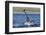 Bottlenosed Dolphins (Tursiops Truncatus) One Jumping the Other Surfacing, Scotland, Sequence 3 - 4-Campbell-Framed Photographic Print