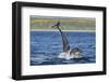 Bottlenosed Dolphins (Tursiops Truncatus) One Jumping the Other Surfacing, Scotland, Sequence 3 - 4-Campbell-Framed Photographic Print