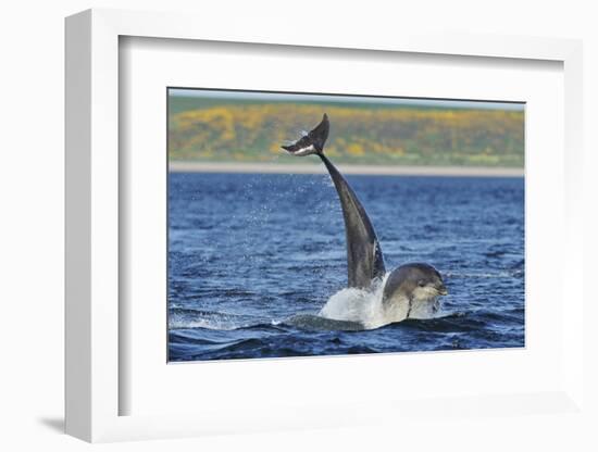 Bottlenosed Dolphins (Tursiops Truncatus) One Jumping the Other Surfacing, Scotland, Sequence 3 - 4-Campbell-Framed Photographic Print