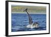 Bottlenosed Dolphins (Tursiops Truncatus) One Jumping the Other Surfacing, Scotland, Sequence 3 - 4-Campbell-Framed Photographic Print