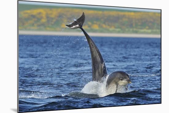 Bottlenosed Dolphins (Tursiops Truncatus) One Jumping the Other Surfacing, Scotland, Sequence 3 - 4-Campbell-Mounted Photographic Print