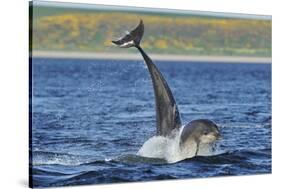 Bottlenosed Dolphins (Tursiops Truncatus) One Jumping the Other Surfacing, Scotland, Sequence 3 - 4-Campbell-Stretched Canvas