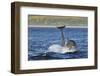 Bottlenosed Dolphins (Tursiops Truncatus) One Jumping the Other Surfacing, Scotland, Sequence 4 - 4-Campbell-Framed Photographic Print
