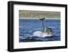 Bottlenosed Dolphins (Tursiops Truncatus) One Jumping the Other Surfacing, Scotland, Sequence 4 - 4-Campbell-Framed Photographic Print