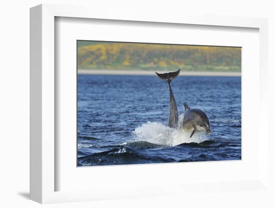 Bottlenosed Dolphins (Tursiops Truncatus) One Jumping the Other Surfacing, Scotland, Sequence 4 - 4-Campbell-Framed Photographic Print