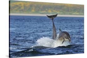 Bottlenosed Dolphins (Tursiops Truncatus) One Jumping the Other Surfacing, Scotland, Sequence 4 - 4-Campbell-Stretched Canvas