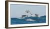 Bottlenosed Dolphins (Tursiops Truncatus) Porpoising During Annual Sardine Run-Wim van den Heever-Framed Photographic Print