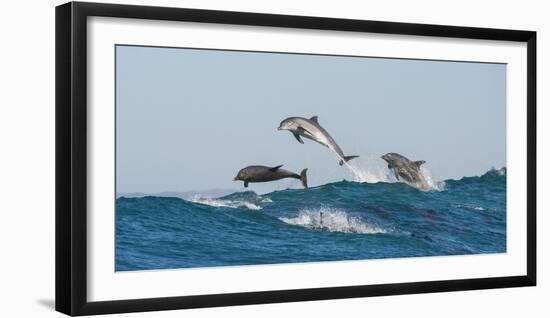 Bottlenosed Dolphins (Tursiops Truncatus) Porpoising During Annual Sardine Run-Wim van den Heever-Framed Photographic Print