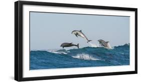 Bottlenosed Dolphins (Tursiops Truncatus) Porpoising During Annual Sardine Run-Wim van den Heever-Framed Photographic Print